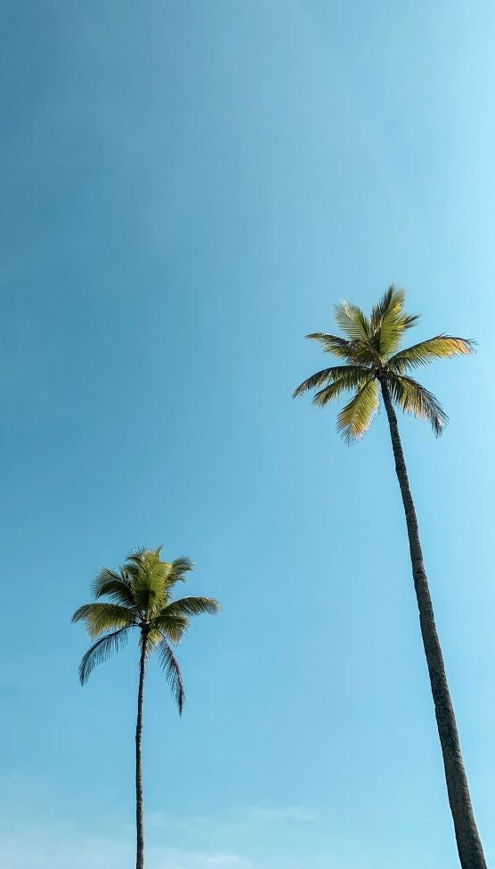 The Summer Archive